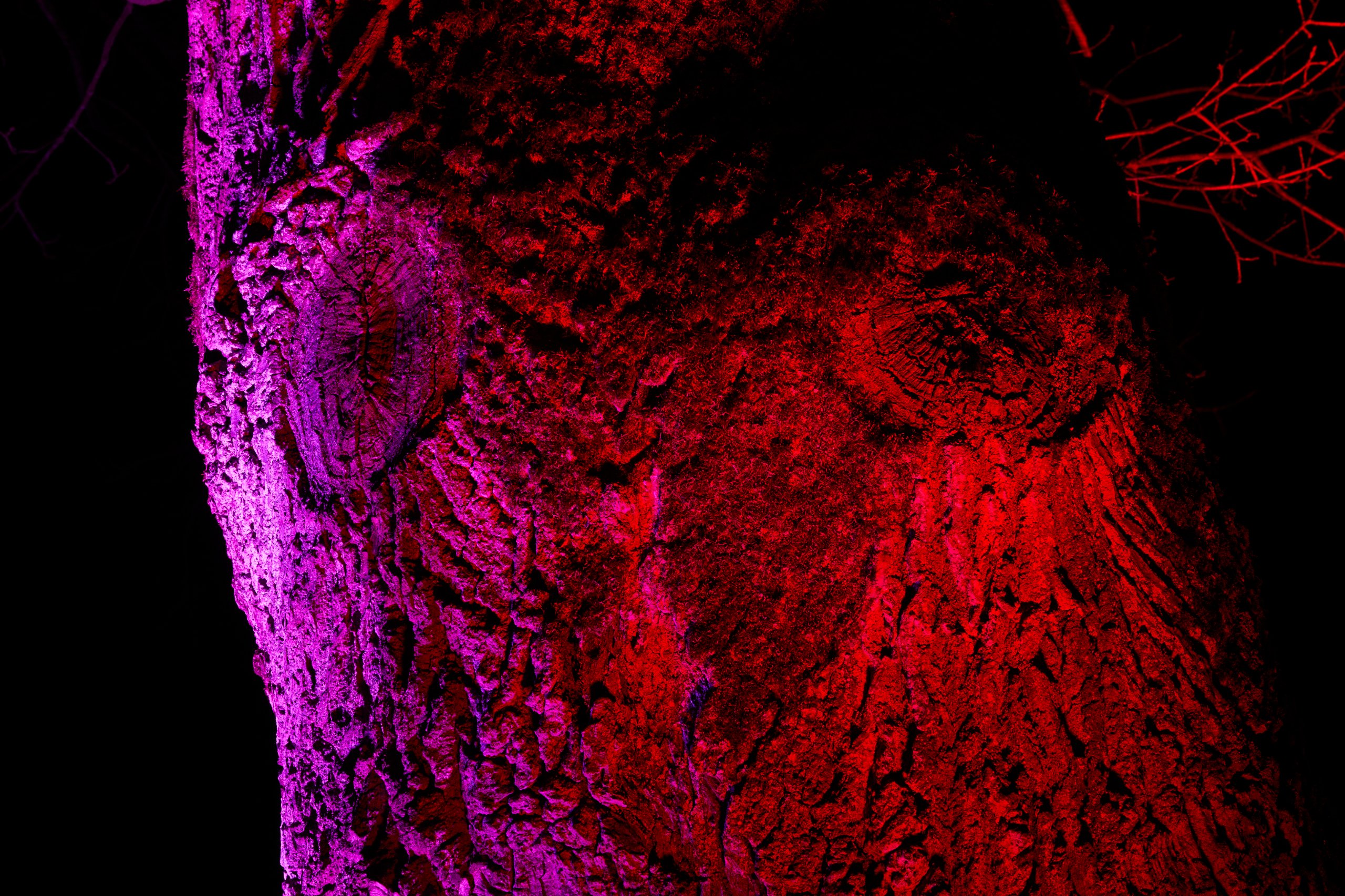 2026 02 03 Parkleuchten 0215